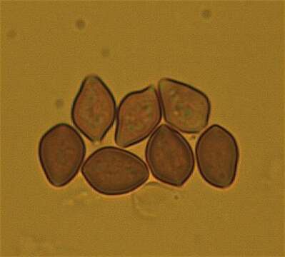 Image of Psilocybe ovoideocystidiata Guzmán & Gaines 2007