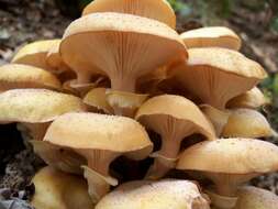 Image of Honey Fungus