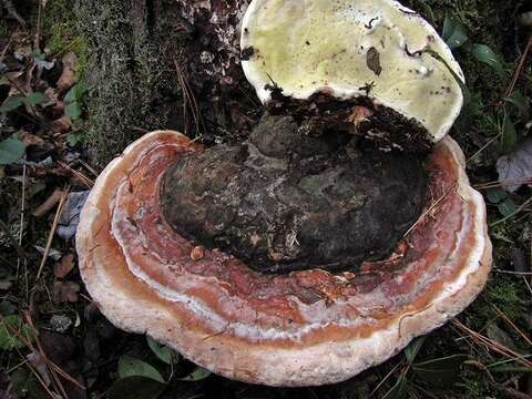 Image of Fomitopsis