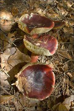 Image of Russula queletii Fr. 1872