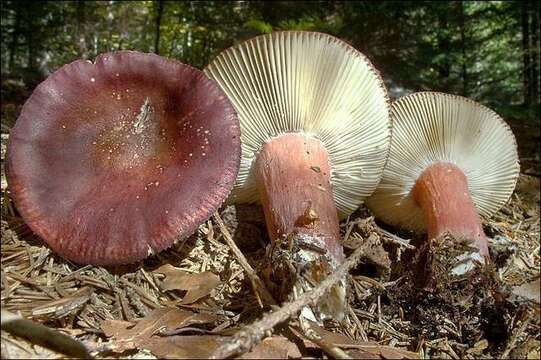 Image of Russula queletii Fr. 1872