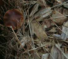 Image of Psilocybe