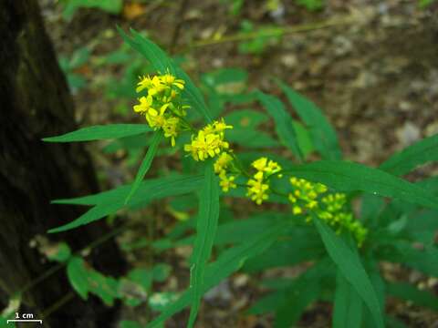 Image of mountain decumbent goldenrod