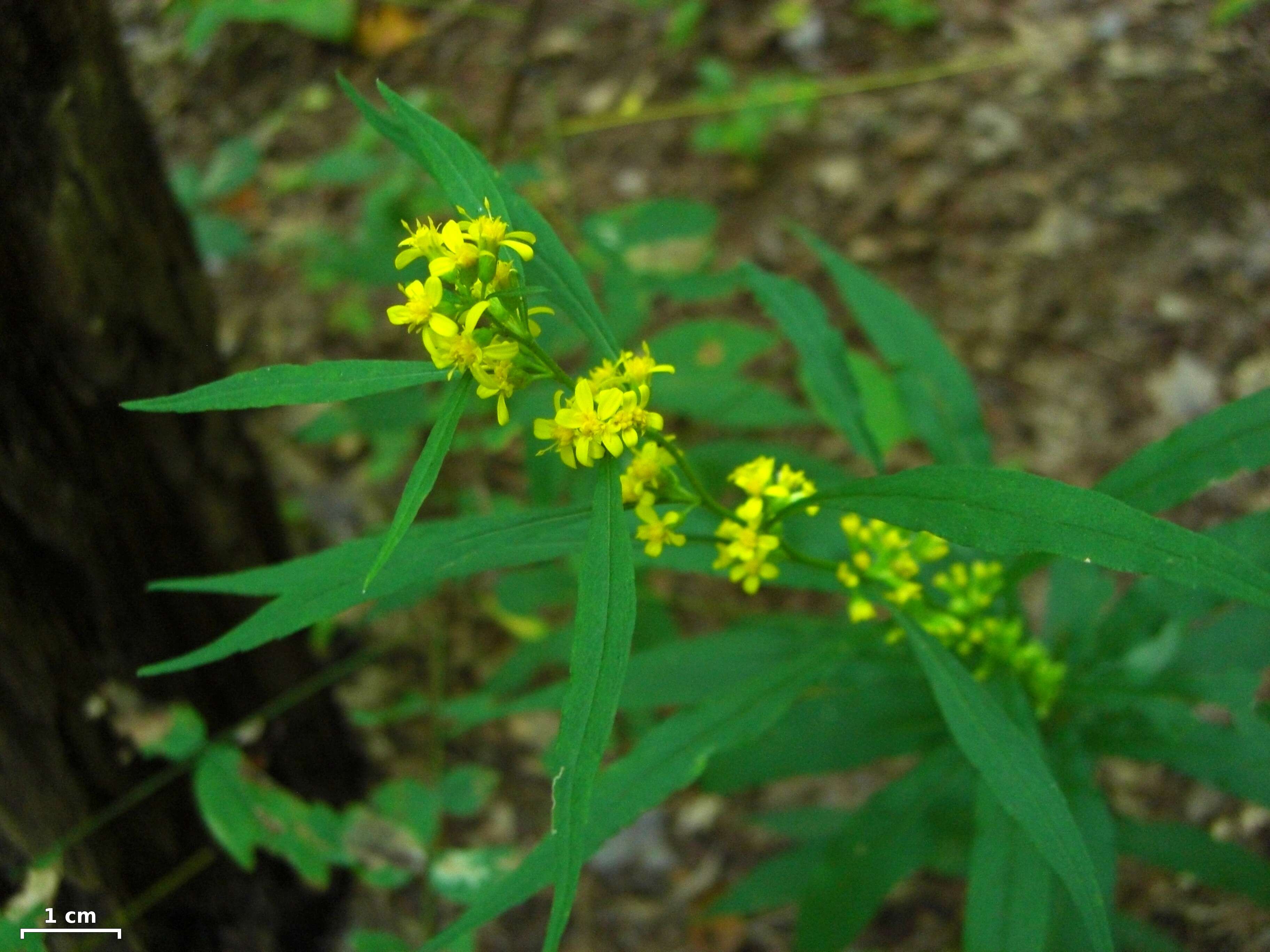 Image of mountain decumbent goldenrod