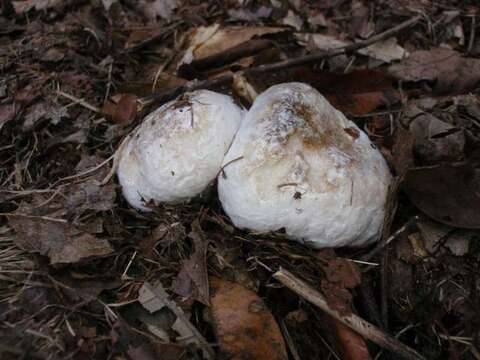 Image of Entoloma abortivum (Berk. & M. A. Curtis) Donk 1949