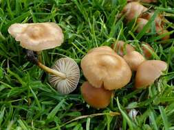 Image of Marasmius