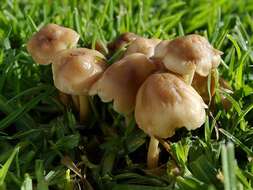 Image of Marasmius