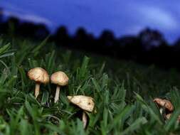 Image of Marasmius