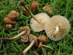 Image of Marasmius