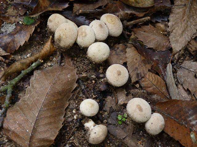 Imagem de Lycoperdon