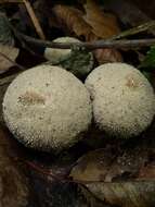 Imagem de Lycoperdon