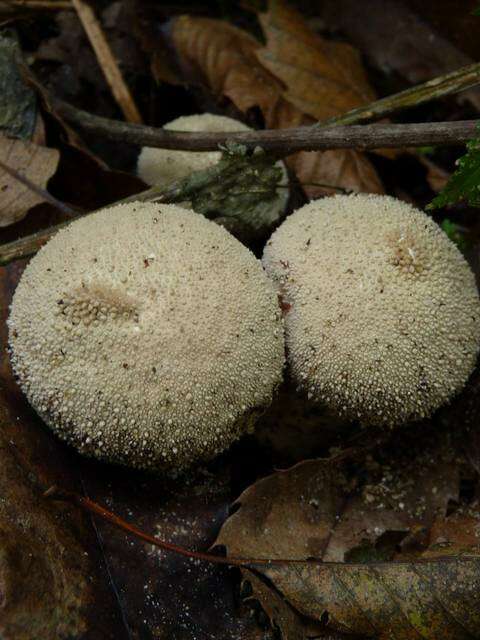 Imagem de Lycoperdon