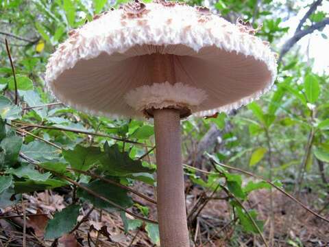 Image of Macrolepiota