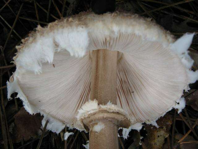 Слика од Macrolepiota