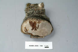 Image of Phellinus