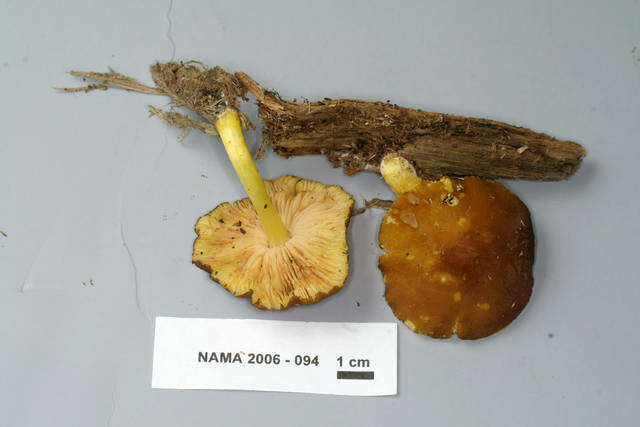 Image of Pluteaceae