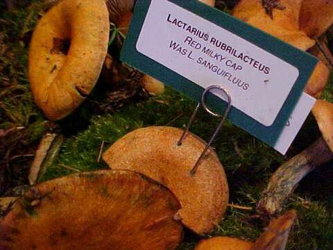 Слика од Lactarius rubrilacteus Hesler & A. H. Sm. 1979