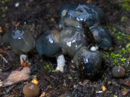 Plancia ëd Psilocybe baeocystis Singer & A. H. Sm. 1958