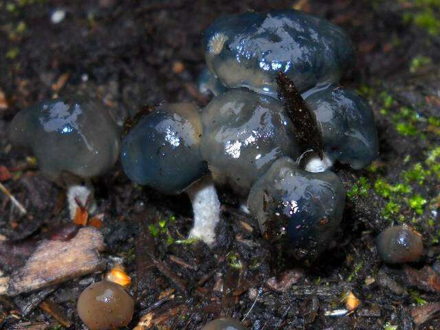 Plancia ëd Psilocybe baeocystis Singer & A. H. Sm. 1958