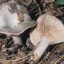 Image of Lactarius paradoxus Beardslee & Burl. 1940