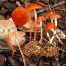 Imagem de Marasmius elegans (Cleland) Grgur. 1997