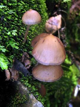 Image of Psilocybe zapotecorum R. Heim 1957