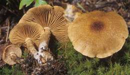 Image of Cortinarius pholideus (Lilj.) Fr. 1838