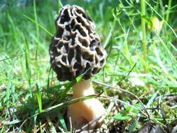 Image of Morchellaceae