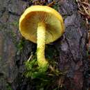 Image of Pholiota flammans (Batsch) P. Kumm. 1871