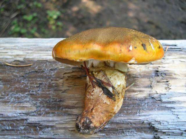 Image of Tricholoma focale (Fr.) Ricken 1914