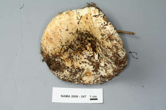 Image of Russula brevipes Peck 1890