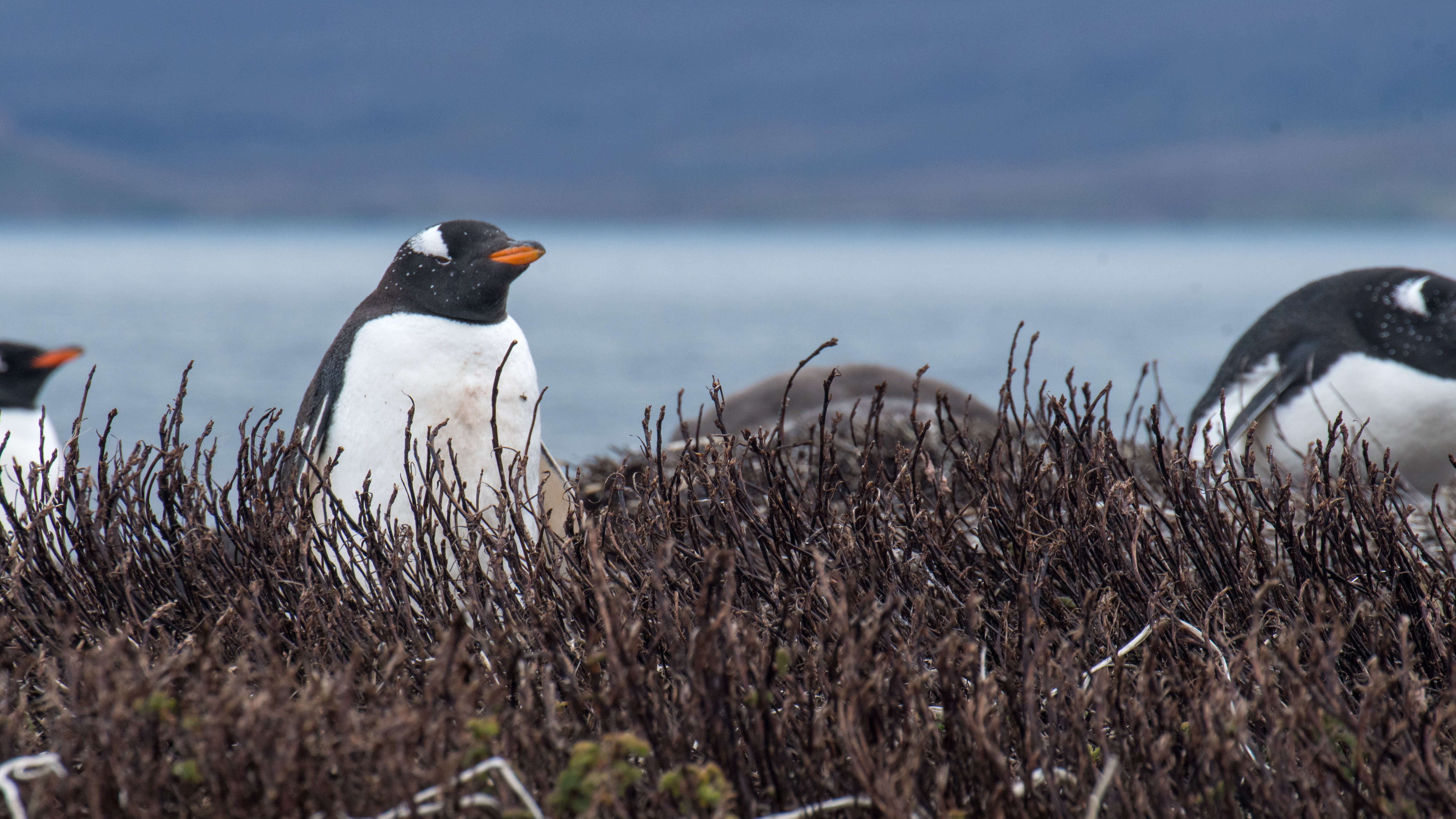 Image of Gentoo Penguin