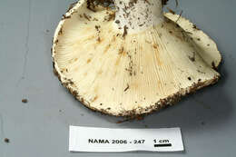 Image de Russula brevipes Peck 1890