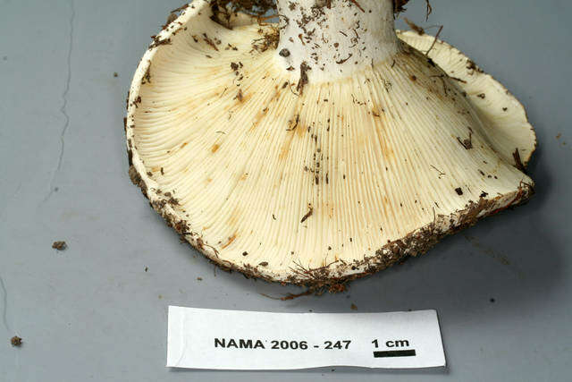 Russula brevipes Peck 1890 resmi