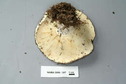 Image de Russula brevipes Peck 1890