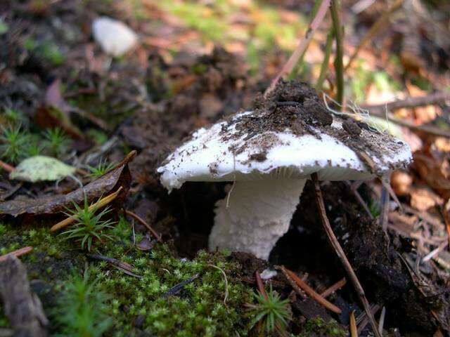 Image of Amanita silvicola Kauffman 1926