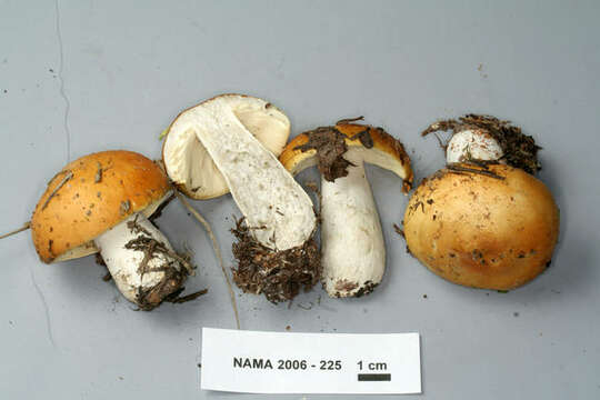 Image of Russula decolorans (Fr.) Fr. 1838