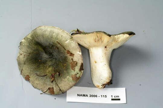 Image of Russula virescens (Schaeff.) Fr. 1836