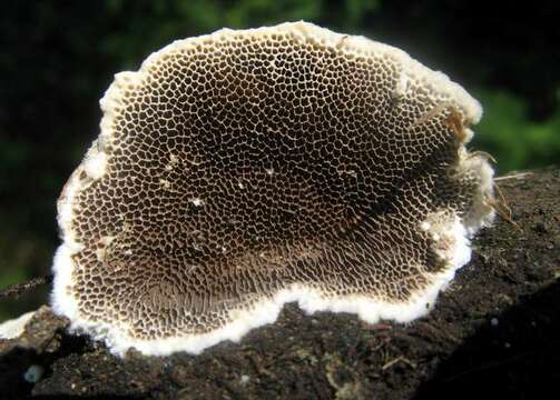 Image of Trametes