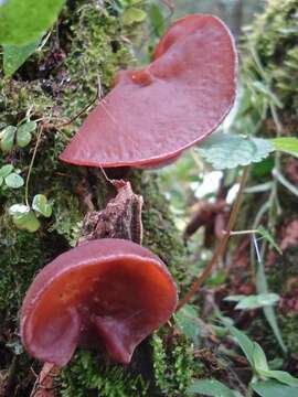 Image of Auriculariaceae