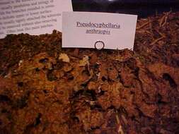 Image of pseudocyphellaria lichen