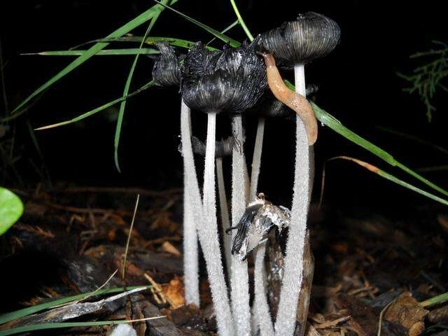 صورة Coprinopsis