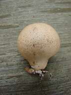 Image of Lycoperdon