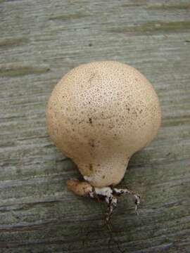 Image de Lycoperdon