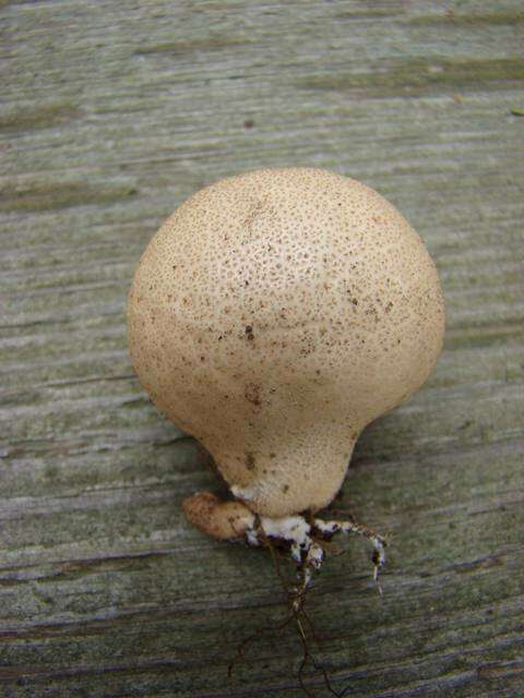 Image of Lycoperdon