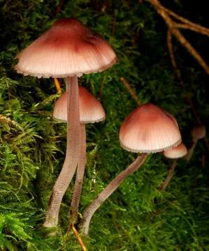 Image of Mycena