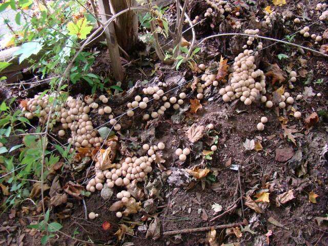 Image of Lycoperdon