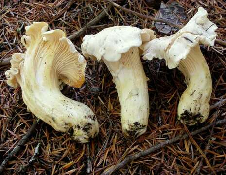 Cantharellus subalbidus A. H. Sm. & Morse 1947 resmi