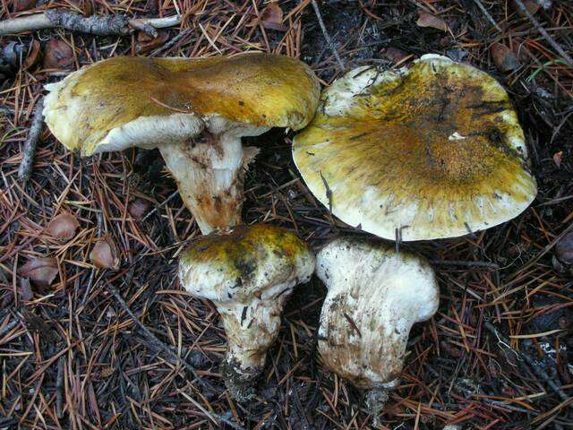 Tricholoma focale (Fr.) Ricken 1914 resmi