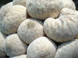 Imagem de Lycoperdon